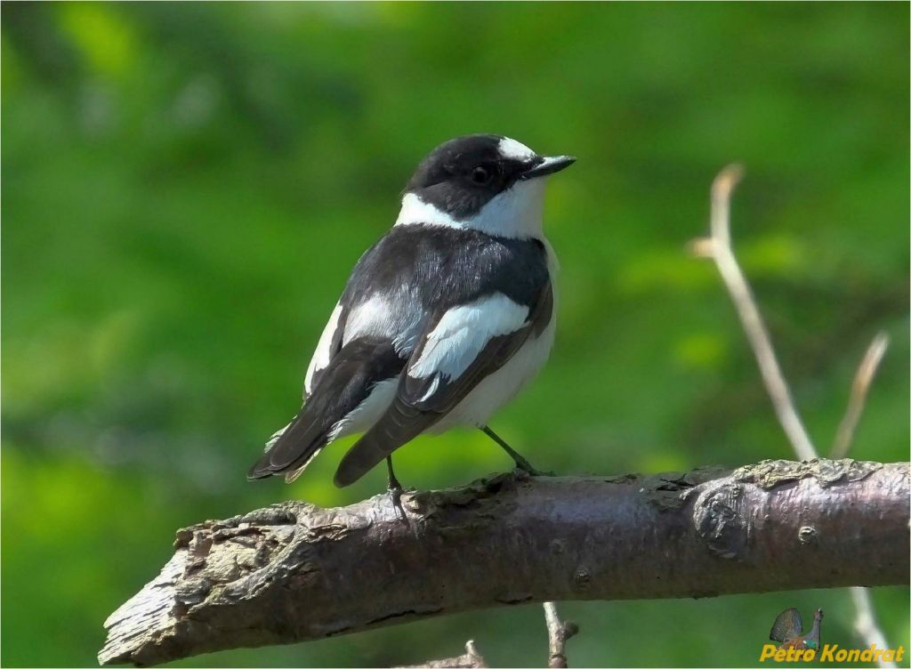 Ficedula albicollis (Temminck, 1815)