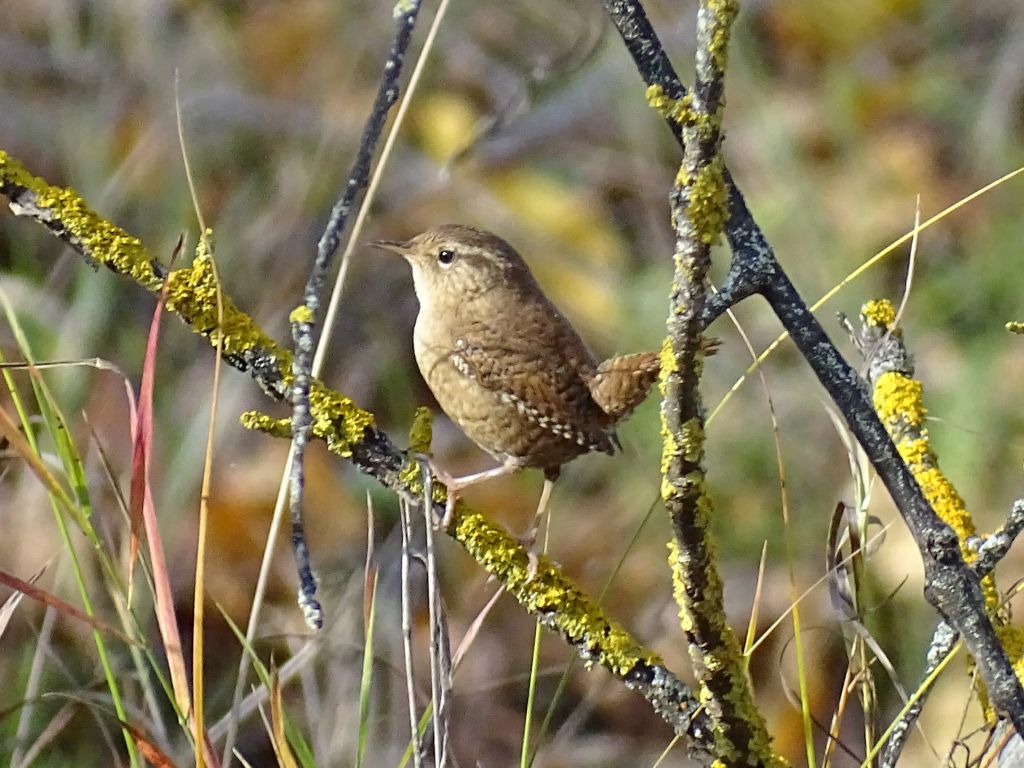 Troglodytes troglodytes (Linnaeus, 1758)