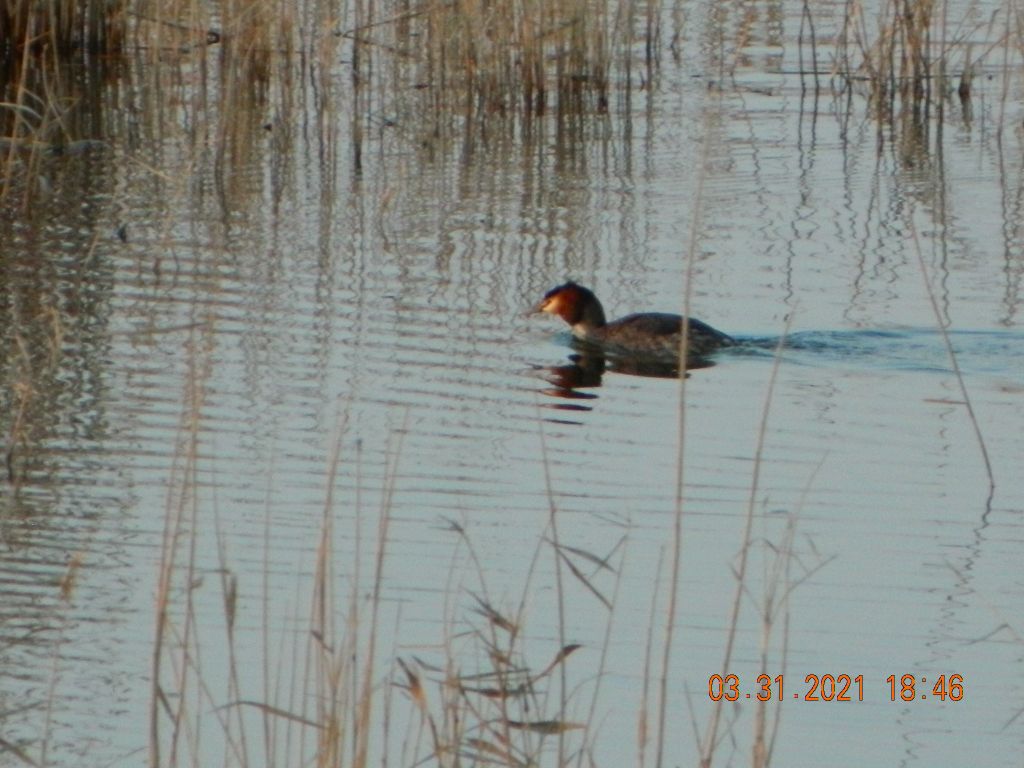 Podiceps cristatus (Linnaeus, 1758)