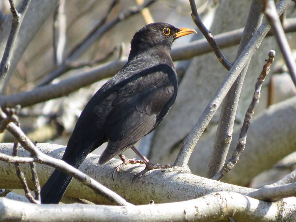 Turdus merula Linnaeus, 1758