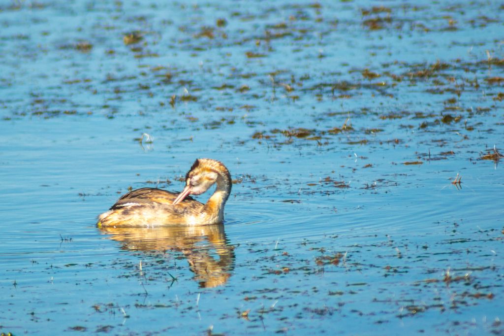 Podiceps cristatus (Linnaeus, 1758)