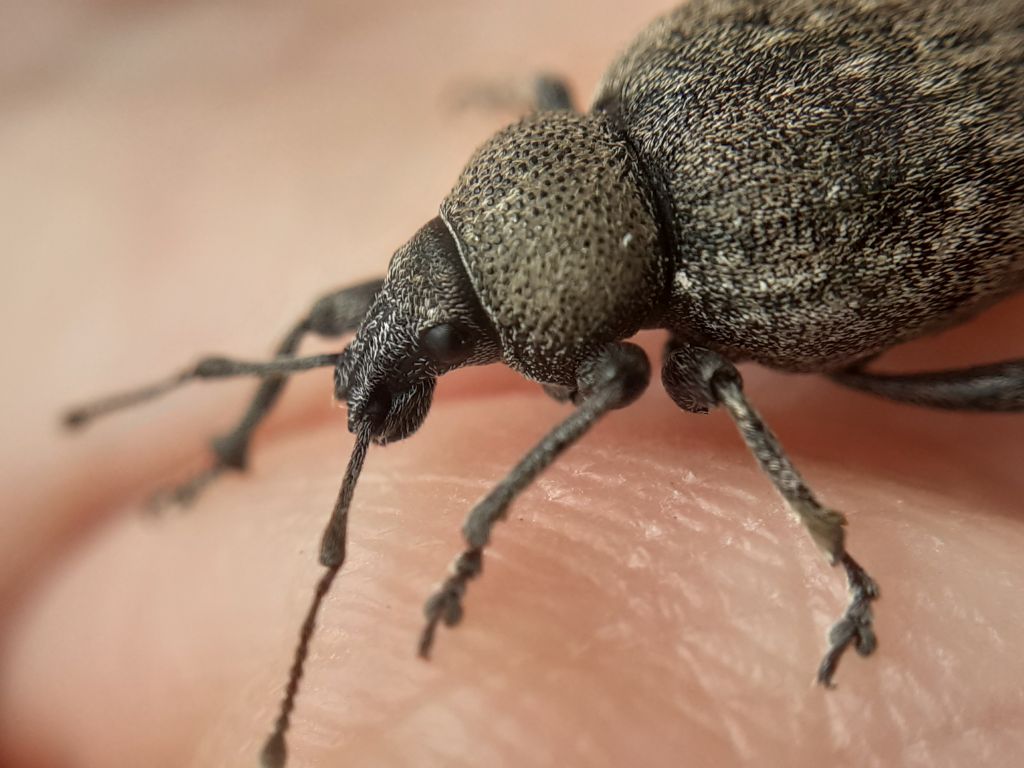 Otiorhynchus (Cryphiphorus) ligustici (Linnaeus, 1758)