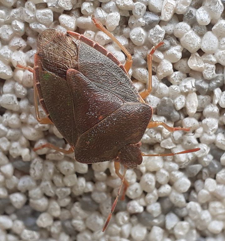 Palomena prasina (Linnaeus, 1761)