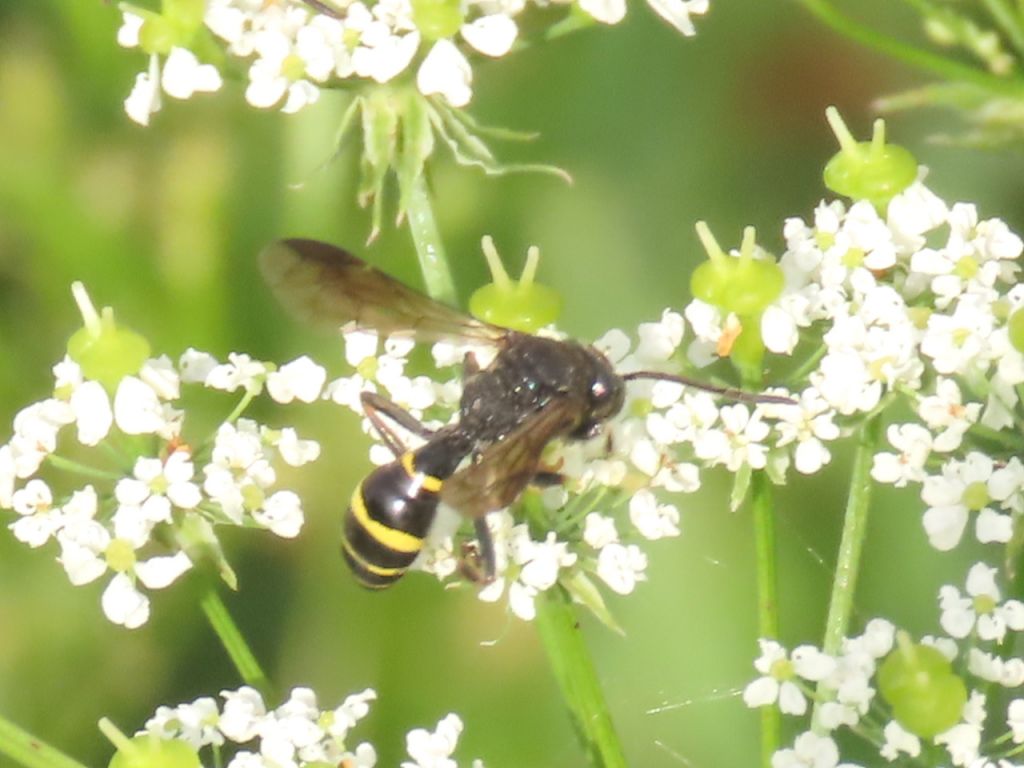 Aculeata