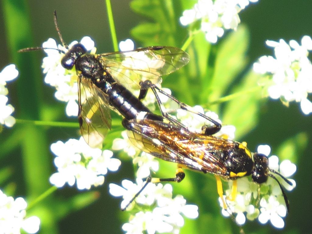 Tenthredinidae