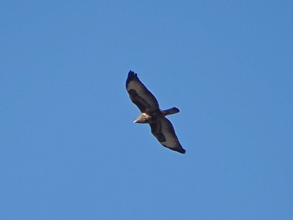 Buteo buteo (Linnaeus, 1758)