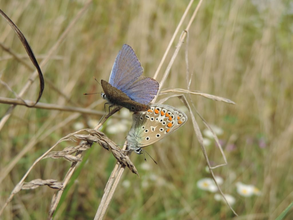 Polyommatus icarus (Rottemburg, 1775)