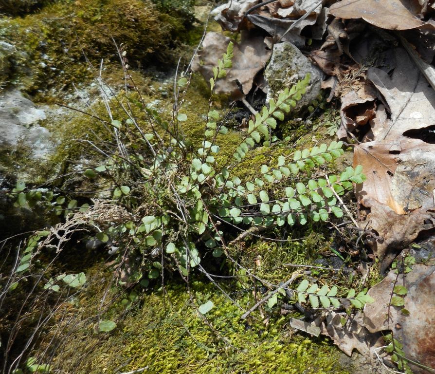 Asplenium trichomanes L.