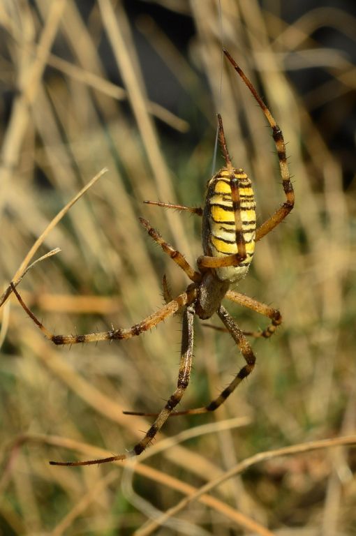 Argiope bruennichi (Scopoli, 1772)