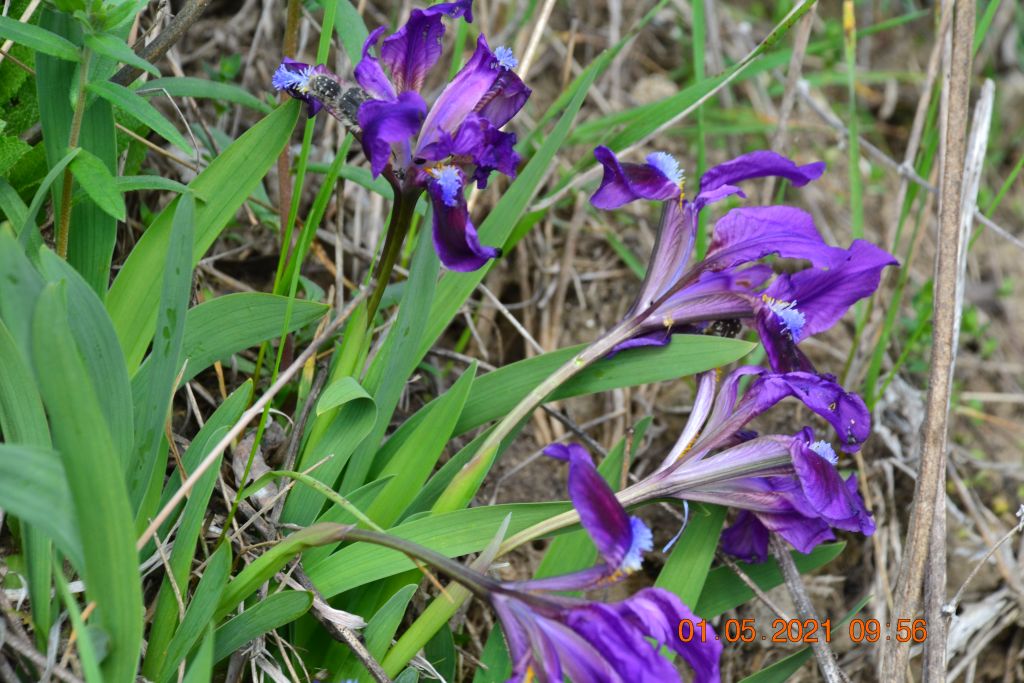 Iris pumila L.