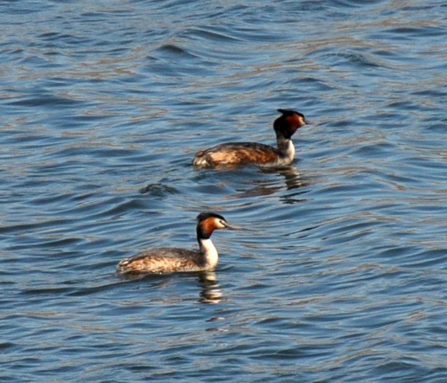 Podiceps cristatus (Linnaeus, 1758)