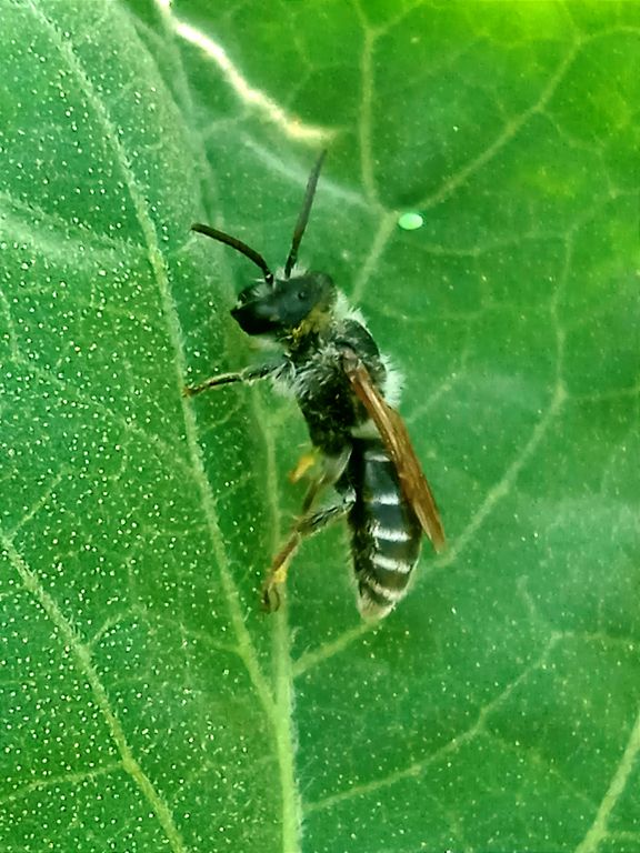 Hymenoptera