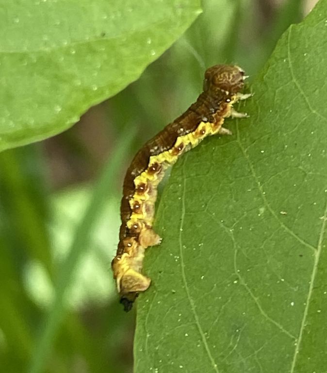 Erannis defoliaria (Clerck, 1759)