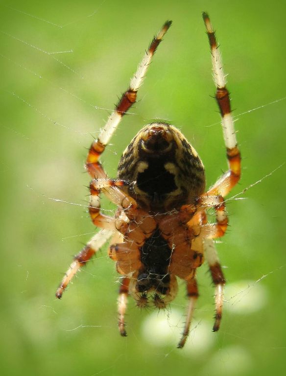 Araneus marmoreus