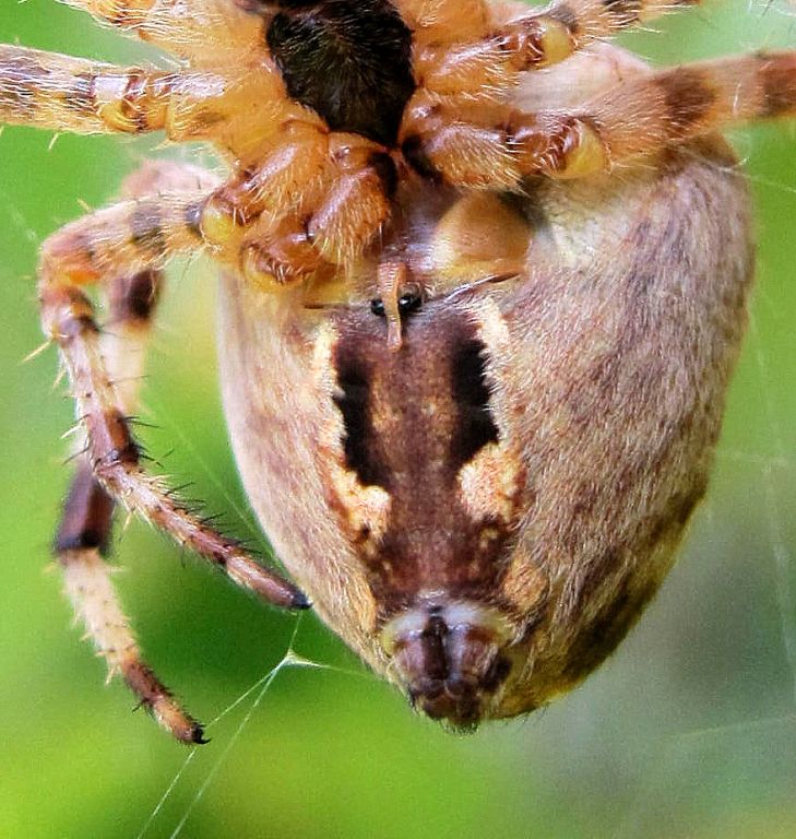 Araneus diadematus Clerck, 1757