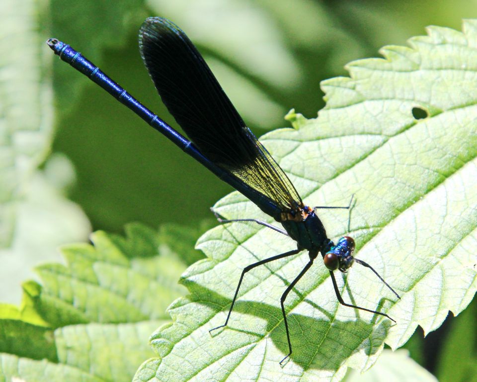 Calopteryx splendens (Harris, 1782)