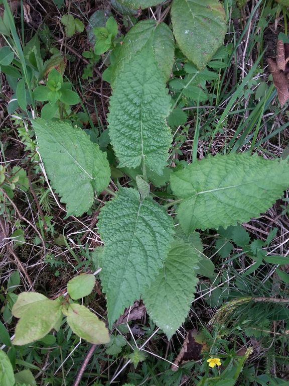 Salvia glutinosa L.
