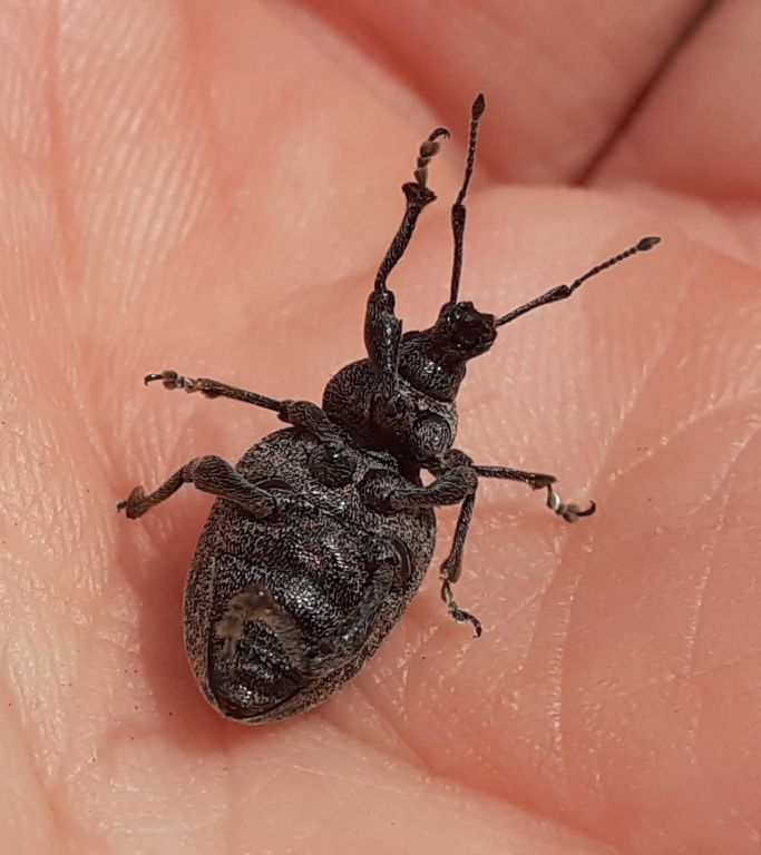 Otiorhynchus (Cryphiphorus) ligustici (Linnaeus, 1758)