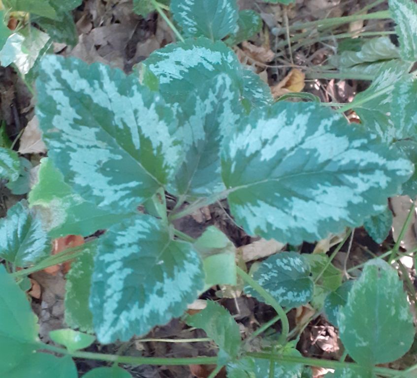 Lamium galeobdolon (L.) L.