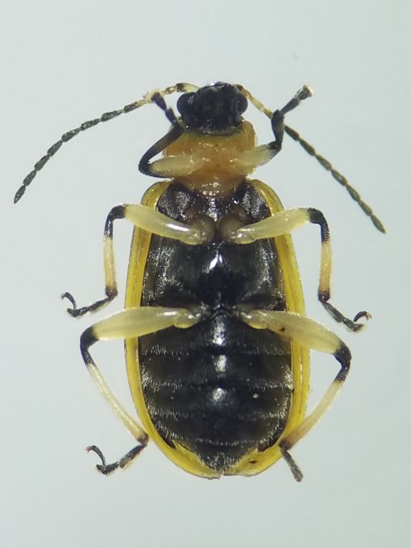 Acalymma vittatum (Fabricius, 1775)