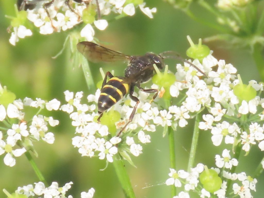 Aculeata