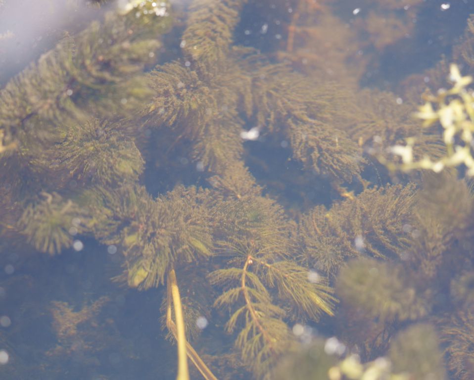 Ceratophyllum demersum L.