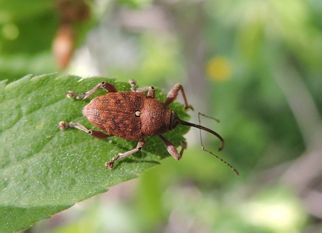 Curculio glandium Marsham, 1802