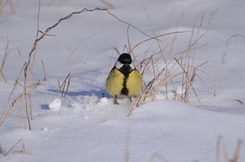 Parus major Linnaeus, 1758