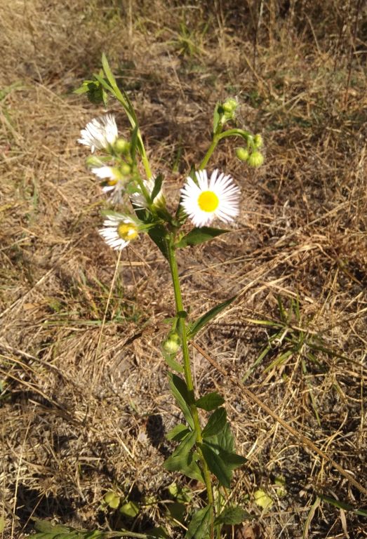 Erigeron annuus (L.) Pers.