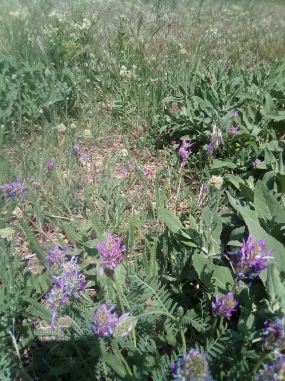 Astragalus onobrychis L.