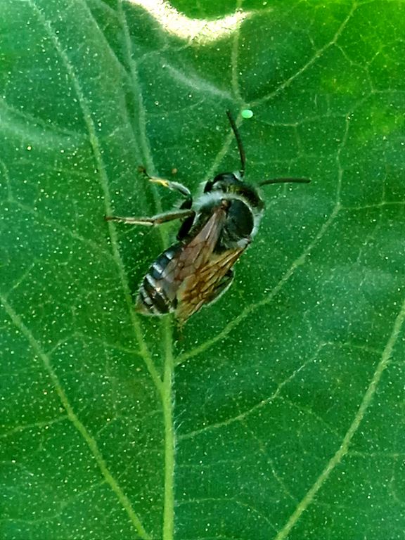 Hymenoptera