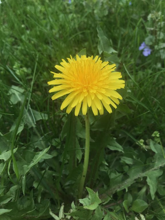 Taraxacum officinale Weber ex F.H.Wigg. s. l.