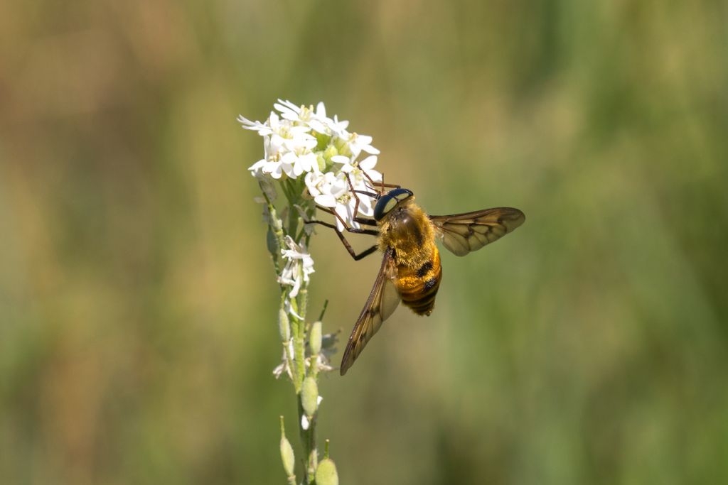 Pangonius pyritosus Loew, 1859