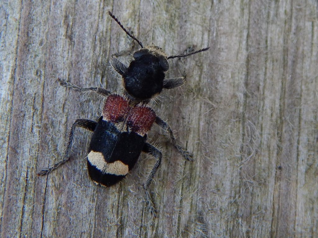 Clerus mutillarius Fabricius, 1775