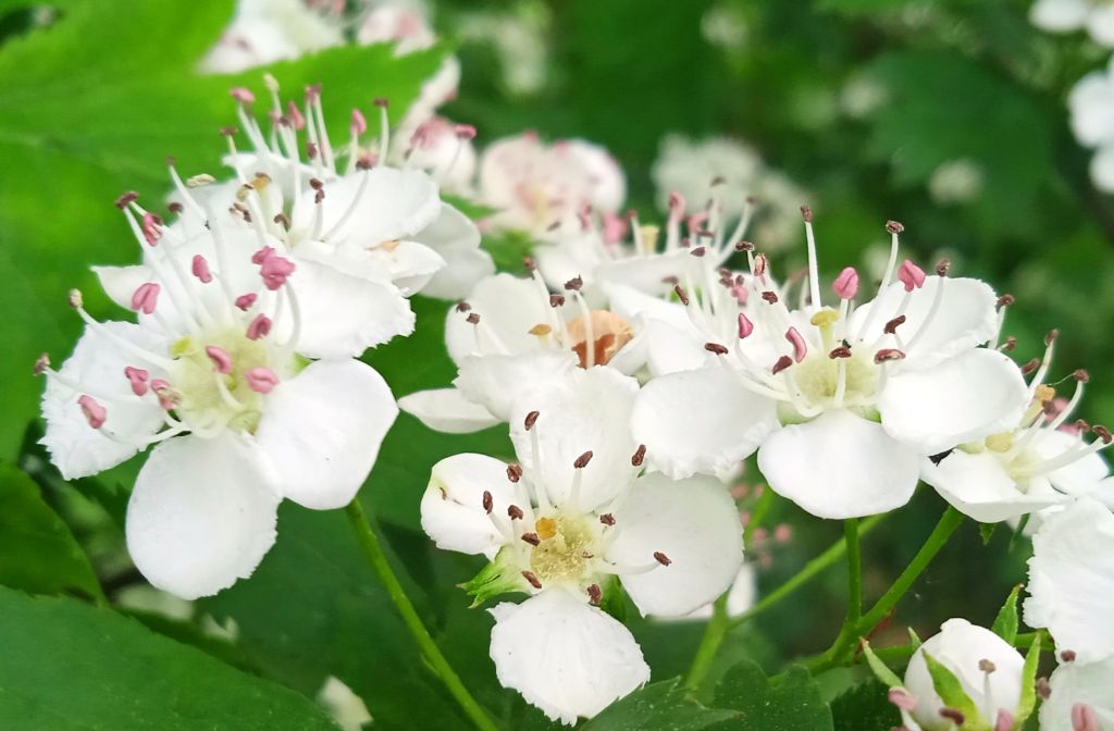 Crataegus monogyna Jacq.