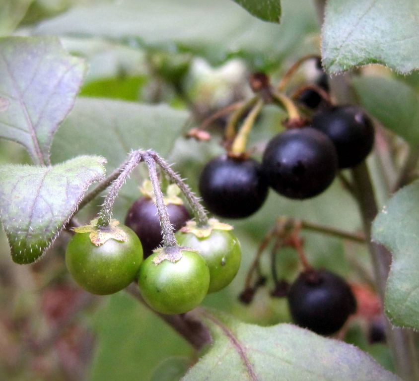 Solanum nigrum L.