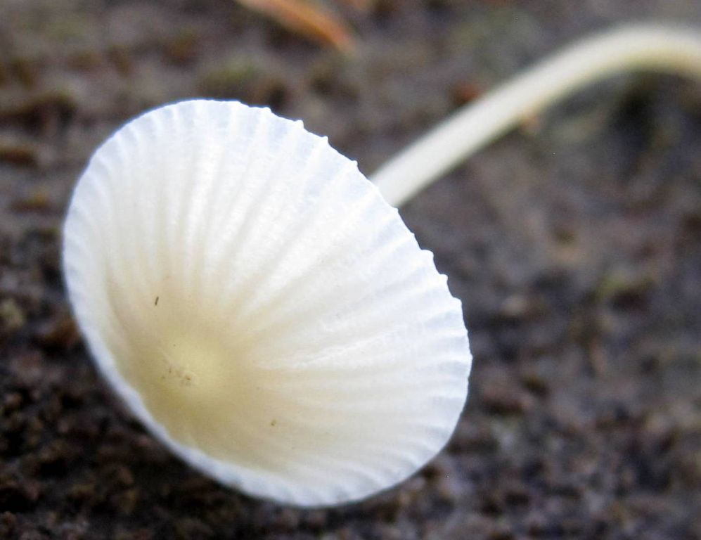 Atheniella flavoalba (Fr.) Redhead, Moncalvo, Vilgalys, Desjardin & B.A.Perry