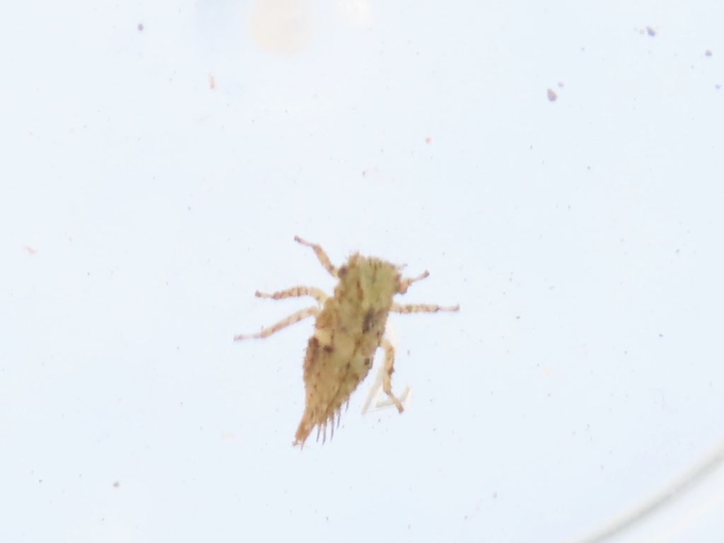 Stictocephala bisonia Kopp & Yonke, 1977