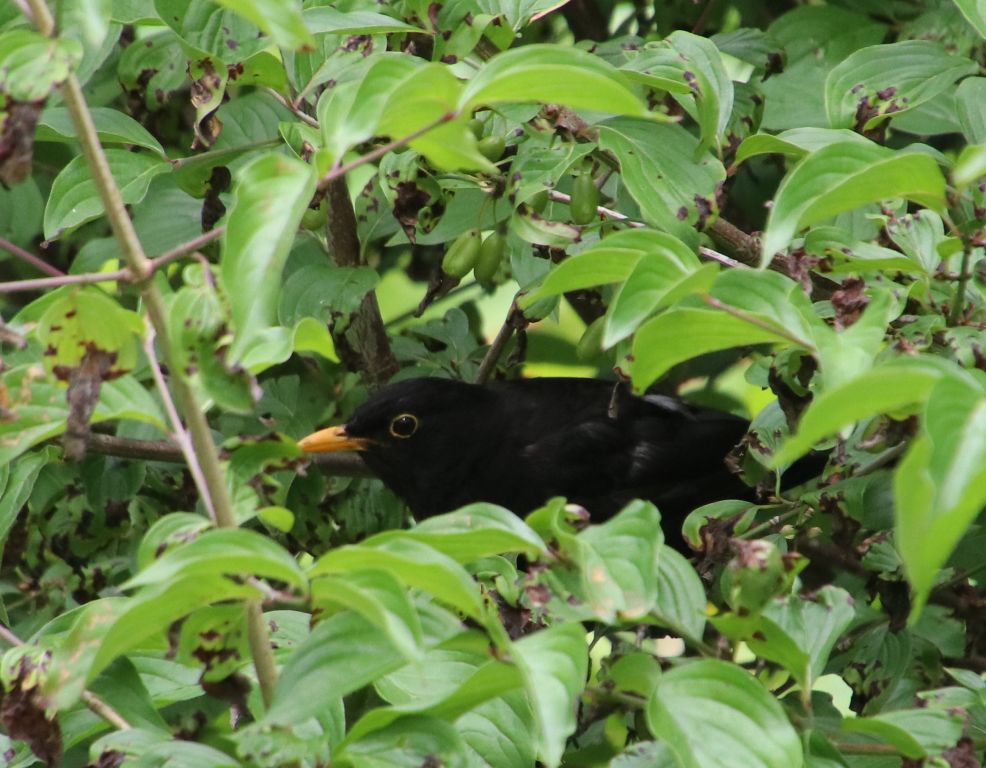 Turdus merula Linnaeus, 1758