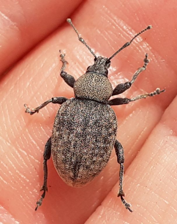 Otiorhynchus (Cryphiphorus) ligustici (Linnaeus, 1758)