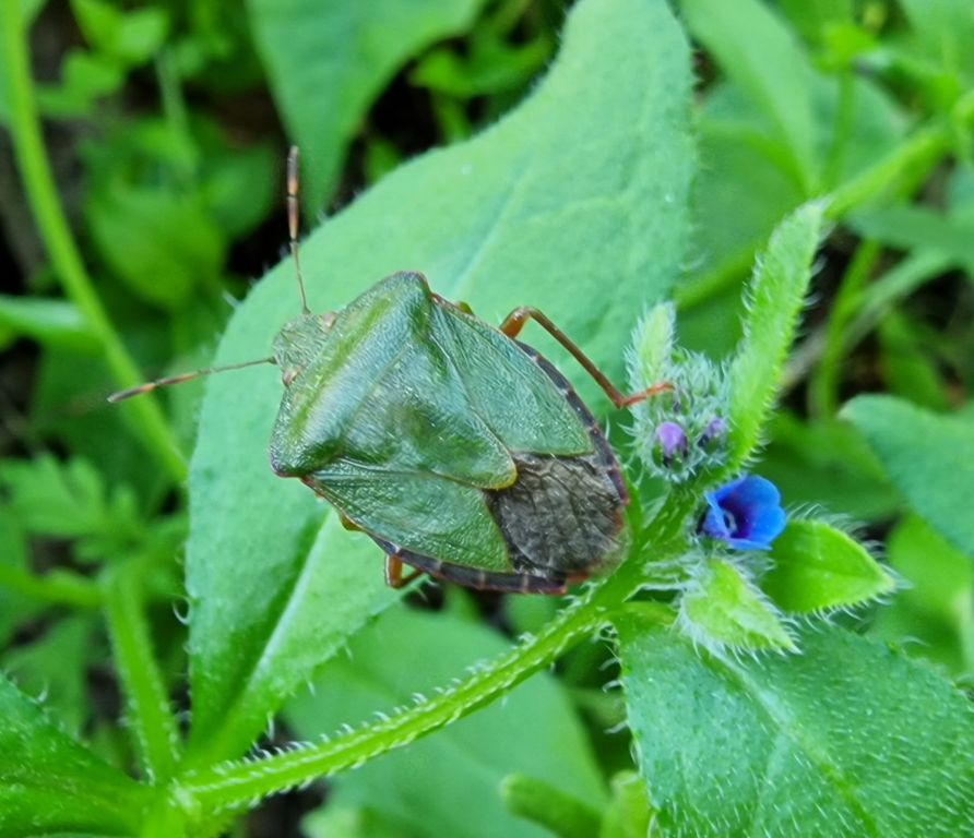 Palomena prasina (Linnaeus, 1761)