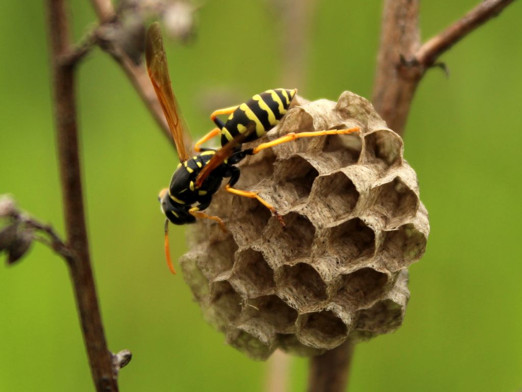 Polistes nimpha (Christ, 1791)