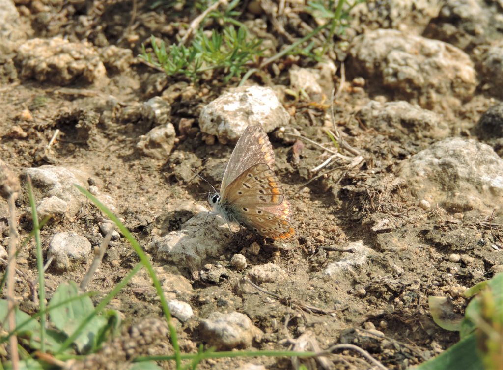 Polyommatus icarus (Rottemburg, 1775)