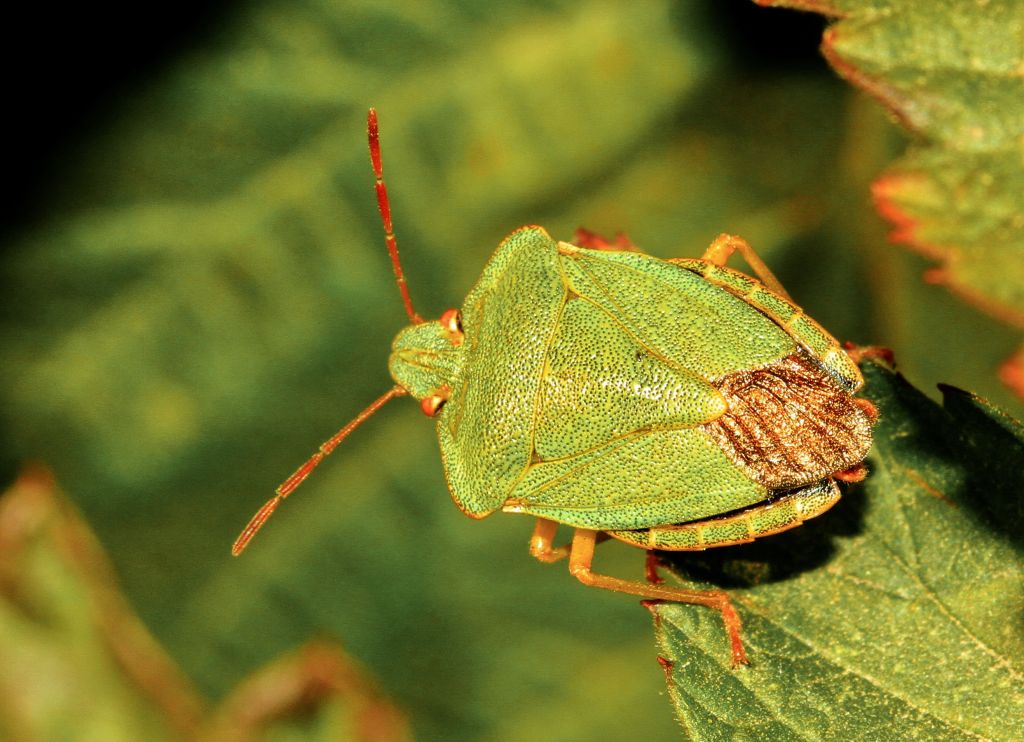 Palomena prasina (Linnaeus, 1761)
