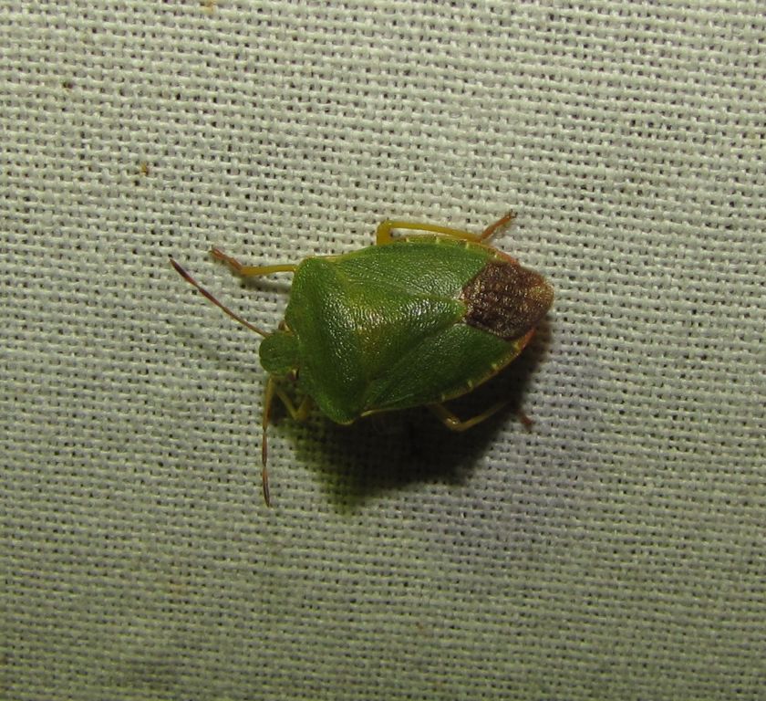 Palomena prasina (Linnaeus, 1761)