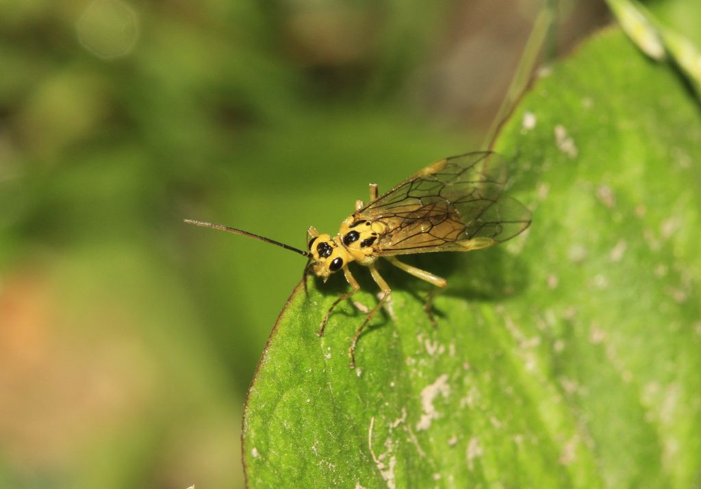 Tenthredinidae