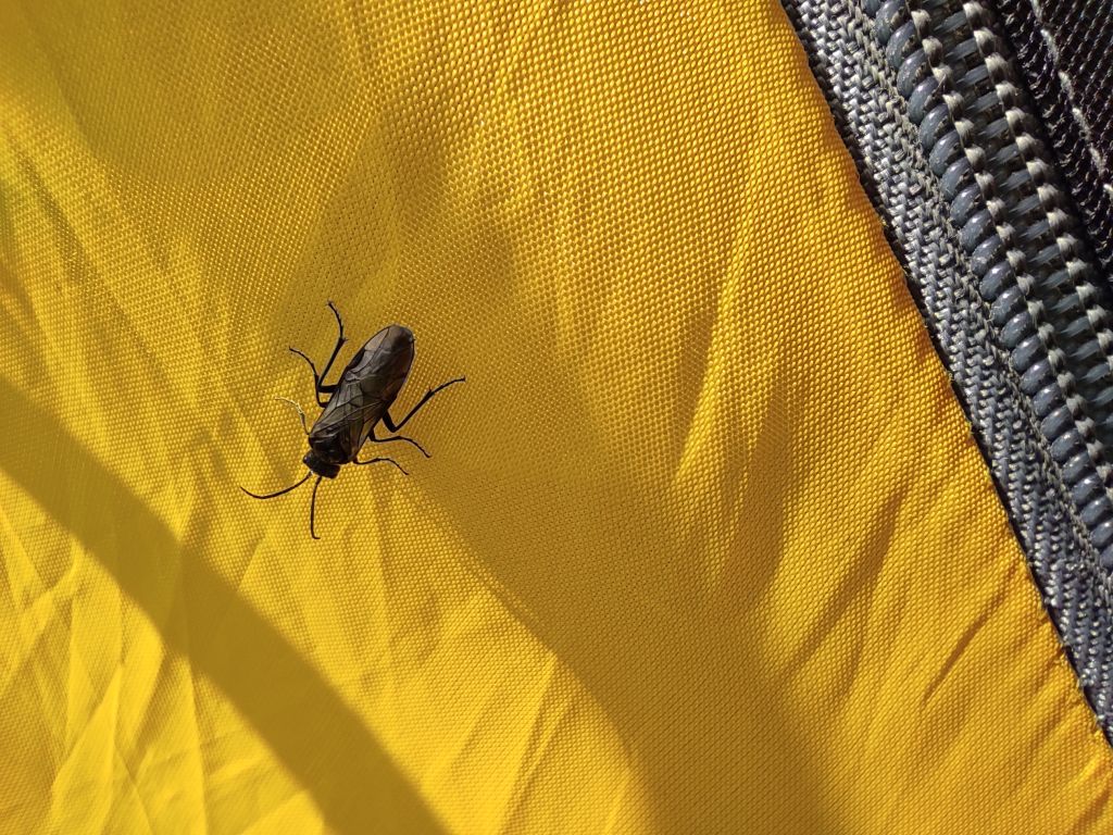 Tenthredinidae