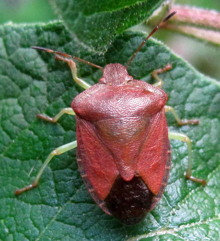 Palomena prasina (Linnaeus, 1761)