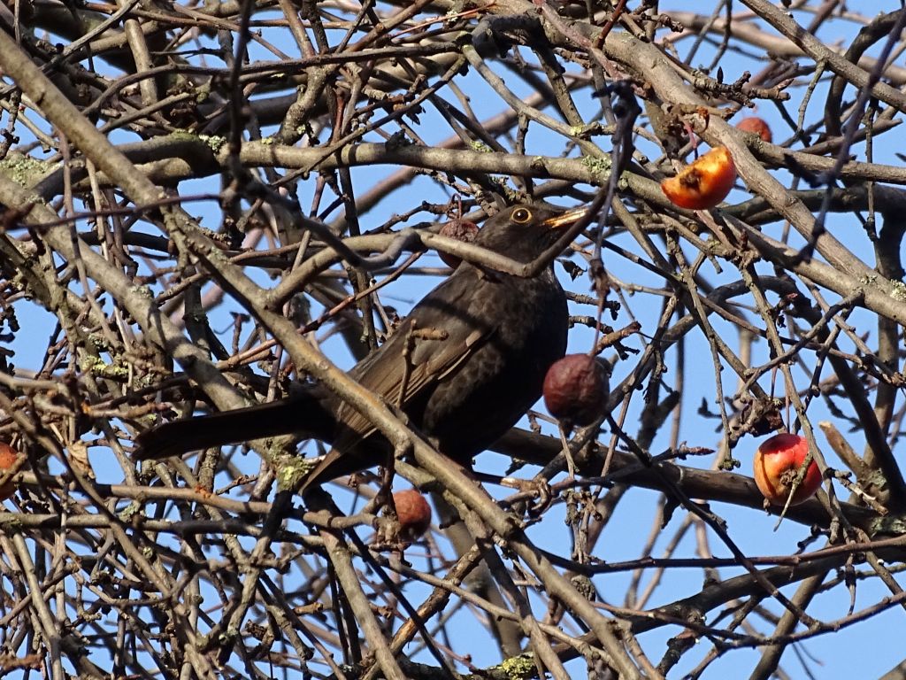 Turdus merula Linnaeus, 1758