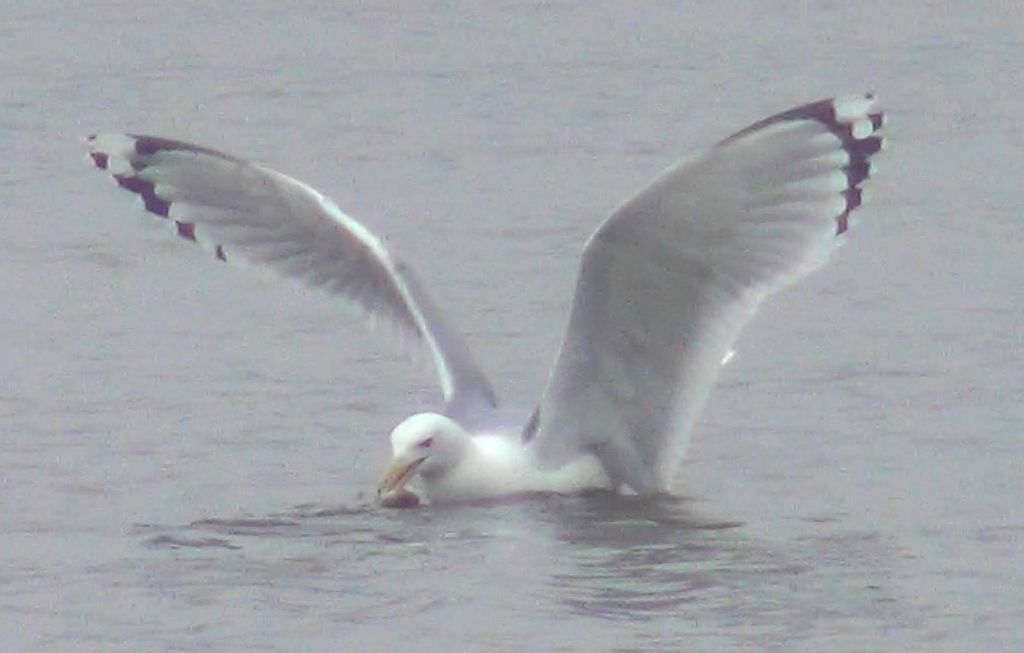 Larus cachinnans Pallas, 1811